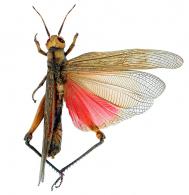 Caelifera Gen sp 5