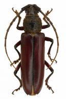 Sphallotrichus puncticolle robustus  (Bates, 1872)