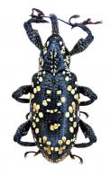 Heilipus apiatus (Olivier, 1807)