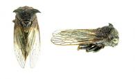 Tolania sp1 