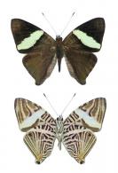 Colobura dirce dirce (Linné, 1758)