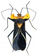 Sundarus sp1