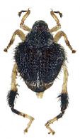 Tachygonidius sp8