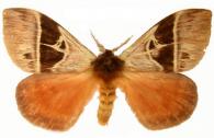 Dirphia acidalia  Hübner, 1819