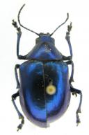 Eumolpus sp1