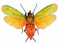 Fulgoridae Gen sp20