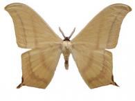 Therinia buckleyi buckleyi Jordan, 1924