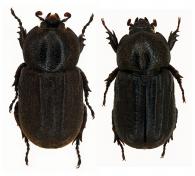 Amblyoproctus piliger  (Perty, 1830) ♂ & ♀