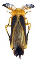 Dryptelytra cayennensis Laporte, 1853
