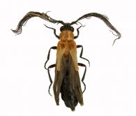 Pseudophengodes brulei  Constantin, 2014