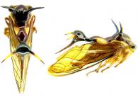 Heteronotus armatus Laporte, 1832