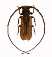 Desmiphorini ? Gen sp G277