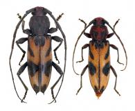 Achryson pictum   Bates, 1870 ♂ & ♀
