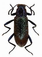 Strongylium sp4