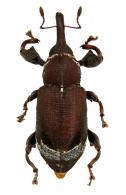 Molytinae gen sp70