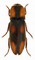 Fornax sanguineosignatus Guérin, 1843