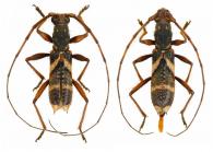 Compsibidion multizonatum  Martins,1969 ♂ & ♀