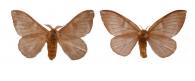 Hylesia metabus  (Cramer, 1775) ♂ & ♀