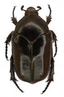 Allorrhina scabriuscula (Swederus, 1787)
