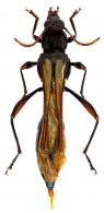 Sphecomorpha faurei  Tavakilian & Peneherrera-Leiva, 2007
