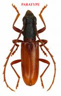 Hamaederus allofasciatus Santos-Silva, Garcia and Botero, 2021  PARATYPE