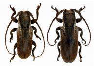 Trestonia exotica  Galileo & Martins, 1990  ♂ & ♀