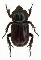 Phileurus verus  Endrödi, 1978