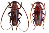 Oxymerus lineatus lineatus  Dupont, 1838 ♂ & ♀