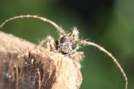 Desmiphora sp