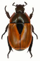 Theuremaripa cayennensis  (Ohaus, 1903)