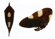 Membracis sp1