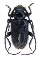 Tapeina erectifrons avuncula  Marinoni, 1972