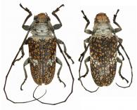 Lochmaeocles Callidryas  (Bates,1865) ♂ & ♀