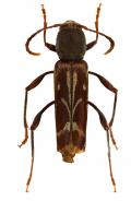 Neoclytus rufus (Olivier, 1795)
