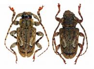 Plistonax senecauxi  Tavakilian et Néouze, 2013 ♂ & ♀