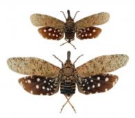 Diareusa annularis (Olivier, 1791)  ♂ & ♀