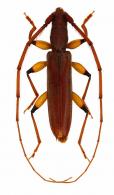 Niophis coptorhina  Bates, 1867