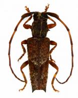 Blabia similis  (Breuning, 1940)