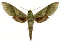 Xylophanes tyndarus  (Boisduval, 1875)