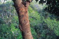 Acrocinus longimanus