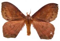 Hylesia aeneides  (Druce, 1897)