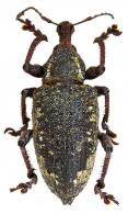 Merodontus cf. vetustus  Jekel, 1856
