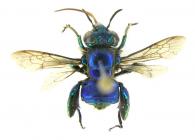 Euglossa mixta Friese, 1899 