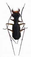 Cenothyla cognata (Chaudoir,1843) 
