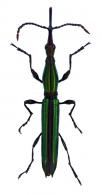 Brentinae Gen sp9