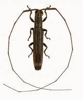 Hippopsis apicalis  (Bates, 1866)