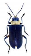 Galerucinae Gen sp19