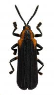 Uroplata emilii Chapuis, 1877