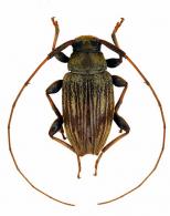 Polymitoleiopus ovalis  (Bates, 1866)