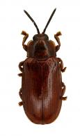 Cephaloleia sp1